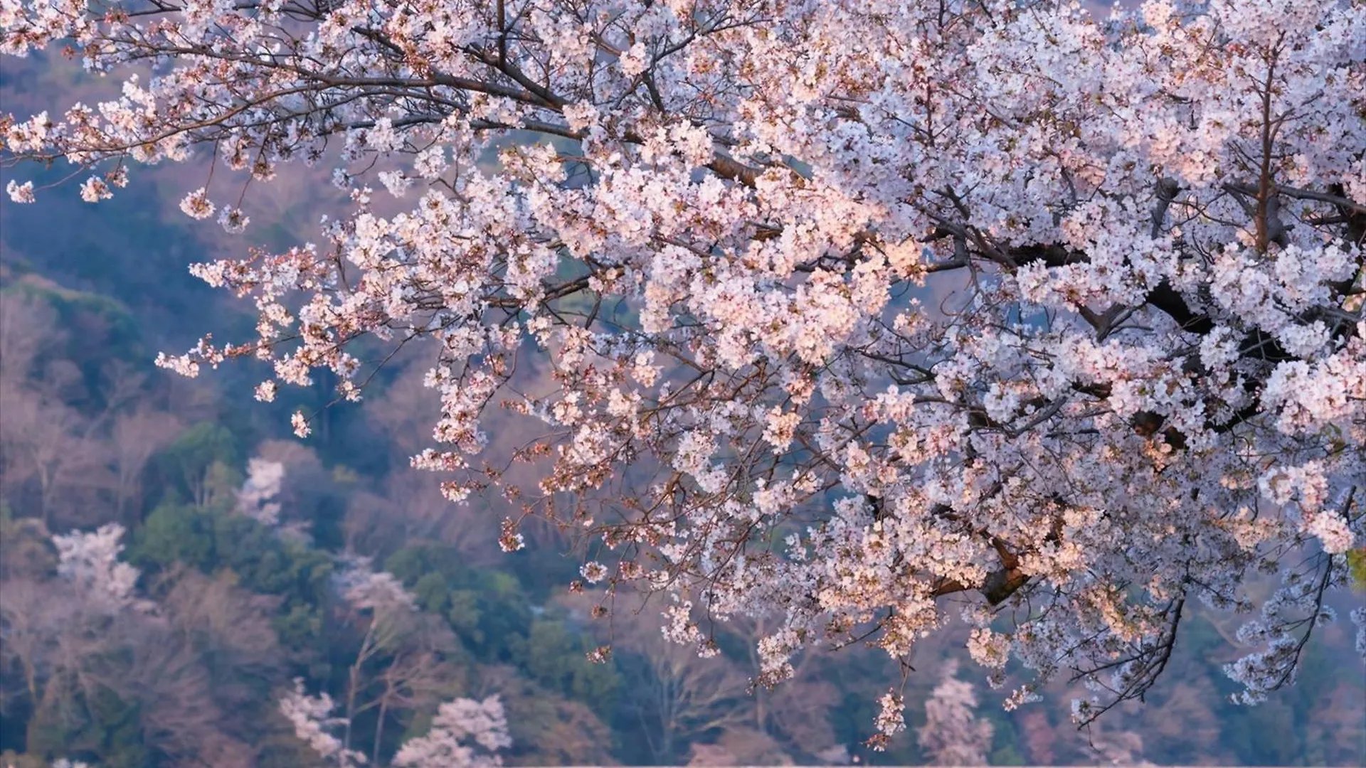 Hanare By Tokyu Stay Kyoto Sanjo 4*,